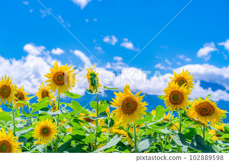 [Summer material] Akeno sunflower field and blue sky [Yamanashi Prefecture] 102889598