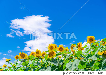 [夏季材料] 明野向日葵田和藍天[山梨縣] 102889604