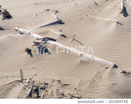 Driftwood on a sandy beach with wind ripples. 102889748