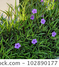 local bell flowers 102890177