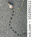 Snail trail 102890212