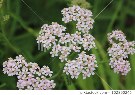 Pink yarrow flowers blooming in the spring garden 102890245