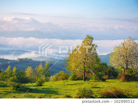 tree on the hillside meadow on a foggy morning. beautiful nature scenery of carpathian mountains in spring tree on the hillside meadow on a foggy morning. beautiful nature scenery of carpathian mountains in spring 102890512