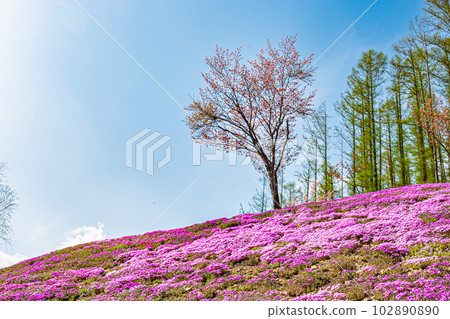Scenery of Shibazakura Takinoue Park 102890890