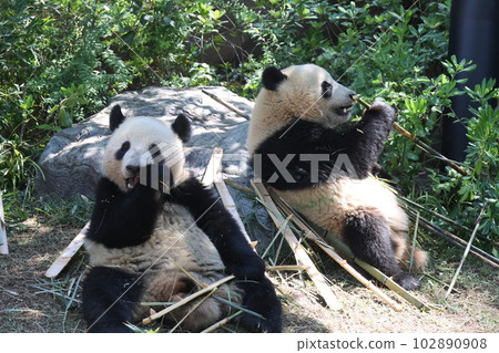 giant panda giant panda 102890908
