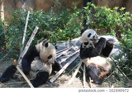 大熊貓 大熊貓 102890972