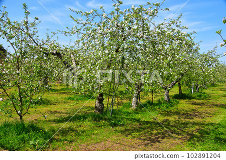 apple orchard apple orchard 102891204