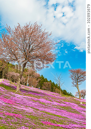 Scenery of Shibazakura Takinoue Park Scenery of Shibazakura Takinoue Park 102891679