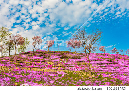 Scenery of Shibazakura Takinoue Park Scenery of Shibazakura Takinoue Park 102891682
