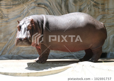 Hippopotamus 102891737