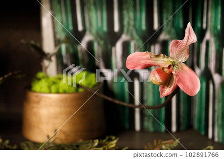 巴菲奧和苔蘚 102891766