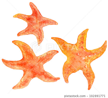 Red starfish watercolor illustration hand-drawn illustration 102891771