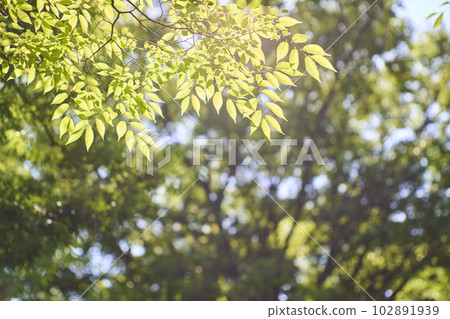綠色形象櫸樹 102891939