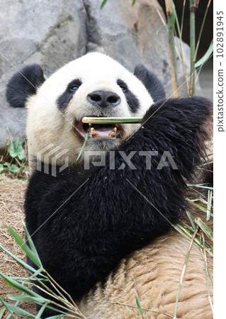 giant panda giant panda 102891945