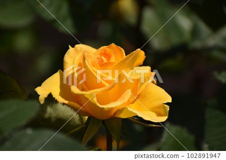 深黃色的春玫瑰 102891947