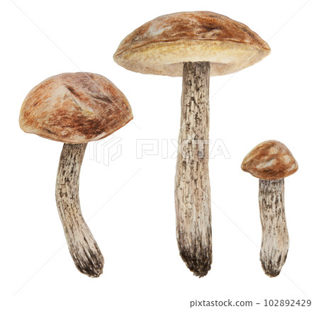 Wild mushrooms watercolor hand drawn botanical realistic illustration. Forest boletus isolated on white background. Great for printing on fabric, postcards, invitations, menus Wild mushrooms watercolor hand drawn botanical realistic illustration. Forest boletus isolated on white background. Great for printing on fabric, postcards, invitations, menus 102892429