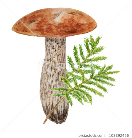 Wild mushroom and moss watercolor hand drawn botanical realistic illustration. Forest boletus isolated on white background. Great for printing on fabric, postcards, invitations, menus 102892456
