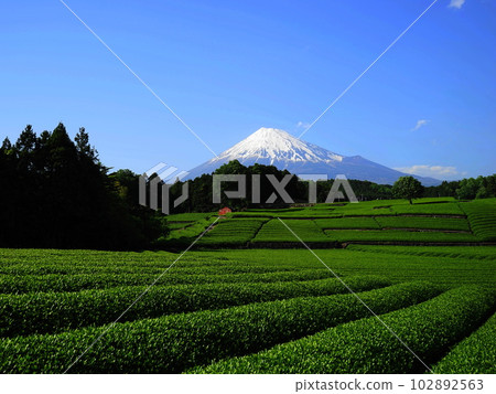 The greenery of the tea plantations approaching Mt.Fuji in fine weather May 456 Tea plantations of Mt.Fuji (Imamiya, Fuji City) 4.3 102892563