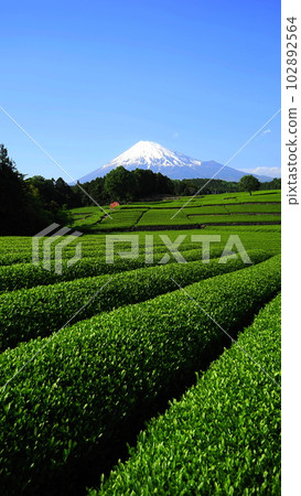 天氣晴朗時接近富士山的茶田綠化五月風景：富士山457茶田（富士市今宮）V9.16 102892564