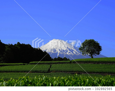 晴朗天氣下接近富士山的茶園綠化 5 月 458 茶園（富士市今宮） 4.3 102892565