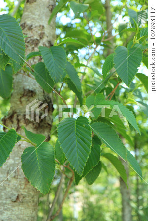 der木葉子 der木葉子 102893117