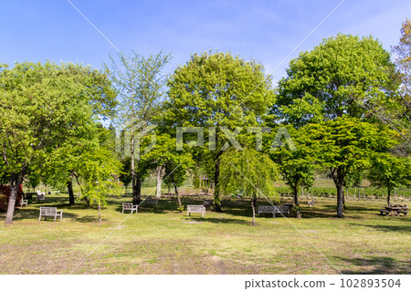 Morning park Morning park 102893504