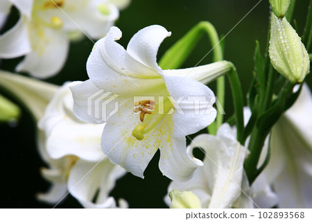 綻放的麝香百合花,鐵砲百合花,復活節百合花,喇叭百合花,聖母之花 綻放的麝香百合花,鐵砲百合花,復活節百合花,喇叭百合花,聖母之花 102893568