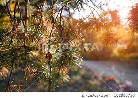 Pine branches on a sunny day close up 102893736