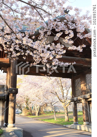 這是小樽境內的天上寺門和櫻花的照片。 102893761