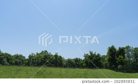 新鮮的綠樹和藍天復制空間 102893831