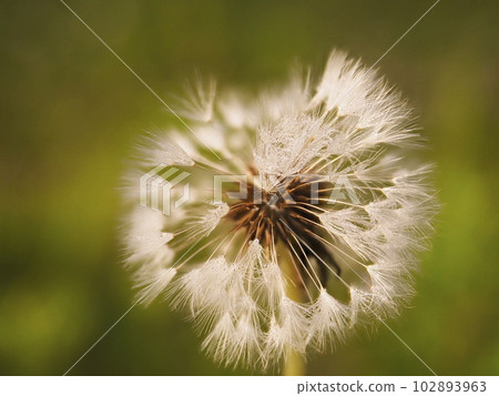 Dandelion fluff shining with morning dew Dandelion fluff shining with morning dew 102893963