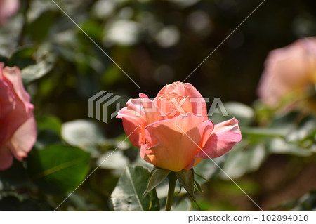 orange pink rose 102894010