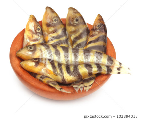Botia Dario or Rani Fish 102894015
