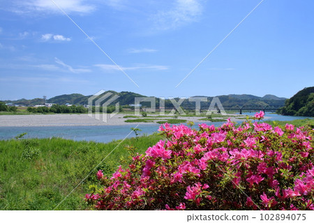 Namikawa Park Azaleas blooming on the riverbed (Ino Town, Kochi Prefecture) 102894075
