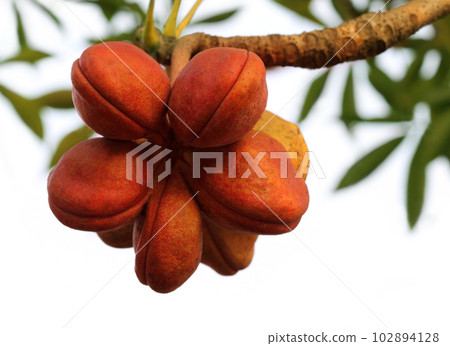 Hazel sterculia or tropical chestnut 102894128