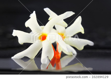 Sheuli flower of Southern Asia 102894129