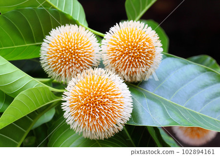 Kodom flower of Bangladesh 102894161