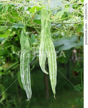 Snake gourds in vegetable garden Snake gourds in vegetable garden 102894178