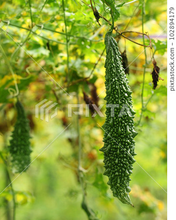 Green Momordica Green Momordica 102894179