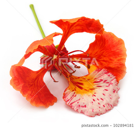 Delonix regia or Krishnachura Delonix regia or Krishnachura 102894181