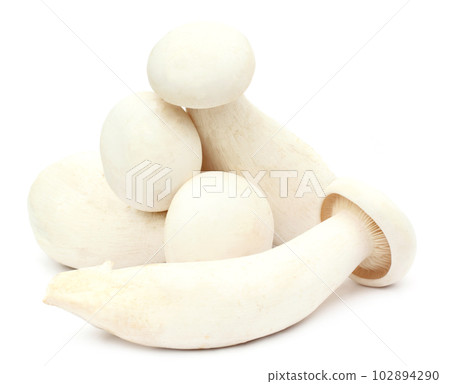 Fresh Milky mushroom 102894290