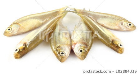 Mola fish of Southeast Asia Mola fish of Southeast Asia 102894339