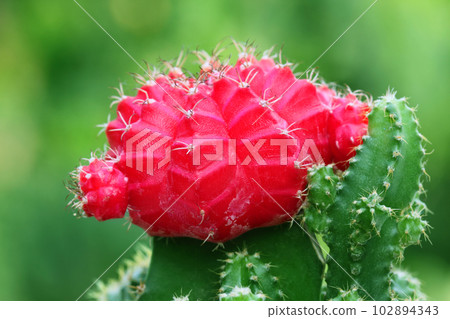 Macro of red Moon cactus 102894343