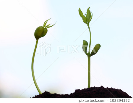 Baby neem plants 102894352