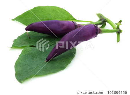 Fresh violet chili peppers Fresh violet chili peppers 102894366