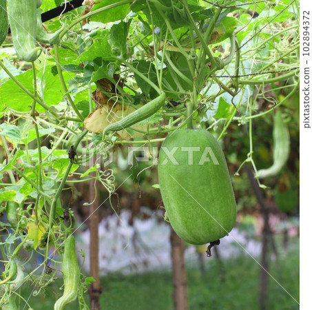 Wax gourd in a vegetable garden Wax gourd in a vegetable garden 102894372