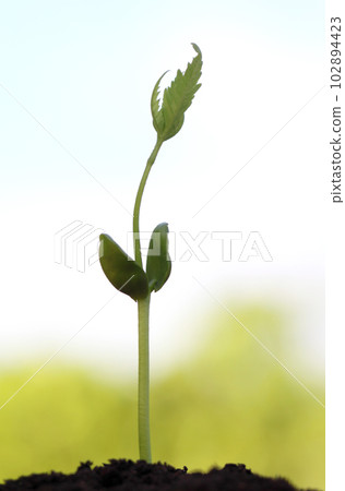 Baby neem plant Baby neem plant 102894423