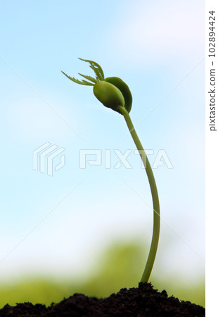 Baby neem plant 102894424