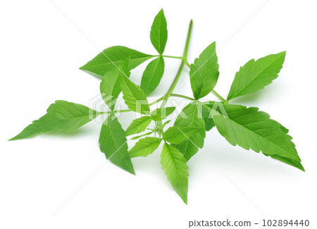Vitex Negundo Vitex Negundo 102894440