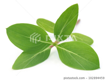 Medicinal Nayantara leaves 102894459